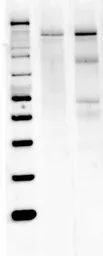 Anti-nNOS antibody used in Western Blot (WB). GTX82905