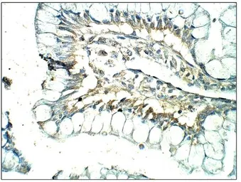 Anti-CXCR7 antibody used in IHC (Paraffin sections) (IHC-P). GTX82935