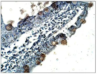 Anti-CXCR7 antibody used in IHC (Paraffin sections) (IHC-P). GTX82935