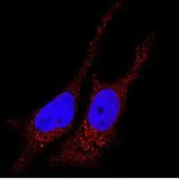 Anti-LC3B antibody used in Immunocytochemistry/ Immunofluorescence (ICC/IF). GTX82986