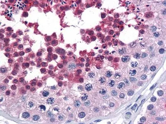 Anti-CDC25C antibody [1F12] used in IHC (Paraffin sections) (IHC-P). GTX82998