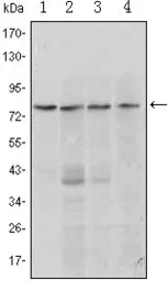 Anti-Blimp1 antibody [5E7] used in Western Blot (WB). GTX83001