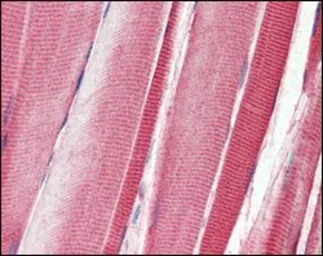 DDR2 antibody [3B11E4]