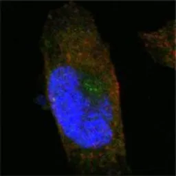 Anti-SorLA antibody [3B6B11] used in Immunocytochemistry/ Immunofluorescence (ICC/IF). GTX83063