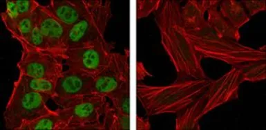 Anti-Nanog antibody [1E6C4] used in Immunocytochemistry/ Immunofluorescence (ICC/IF). GTX83107