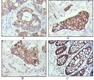 Anti-Cytokeratin 19 antibody [9H8G6] used in IHC (Paraffin sections) (IHC-P). GTX83113