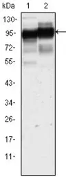 Anti-CD44 antibody [8E2F3] used in Western Blot (WB). GTX83114