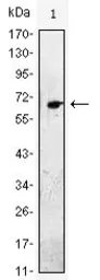 Anti-EGF antibody [9D7F11] used in Western Blot (WB). GTX83138