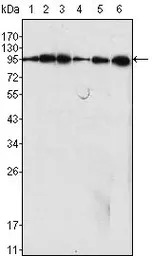 Dynamin 1 antibody [3G4B6]