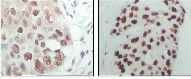 Anti-HDAC3 antibody [3A7B5] used in IHC (Paraffin sections) (IHC-P). GTX83172