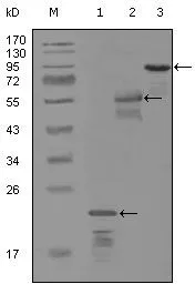 Anti-Her3 / ErbB3 antibody [2B11D11] used in Western Blot (WB). GTX83177