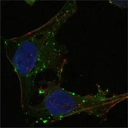 Anti-GABPA antibody [8C1B10] used in Immunocytochemistry/ Immunofluorescence (ICC/IF). GTX83195