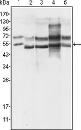 Anti-GABPA antibody [8C1B10] used in Western Blot (WB). GTX83195
