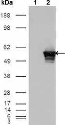 Anti-GABPA antibody [8C1B10] used in Western Blot (WB). GTX83195