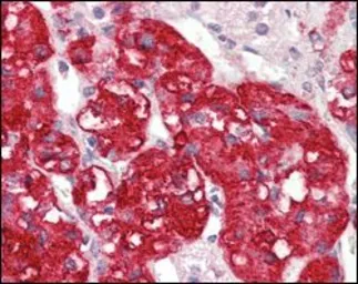 Anti-STYK1 antibody [2H2F10] used in IHC (Paraffin sections) (IHC-P). GTX83202