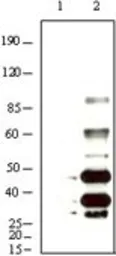 Anti-KSHV K8 alpha antibody [8C12G10G1] used in Western Blot (WB). GTX83237