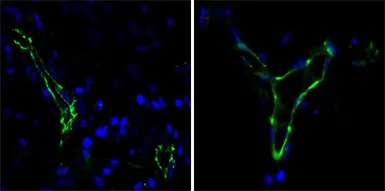 Anti-CD31 antibody [2F7B2] used in IHC (Paraffin sections) (IHC-P). GTX83248