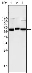 Anti-NFkB p65 antibody [6H7] used in Western Blot (WB). GTX83260