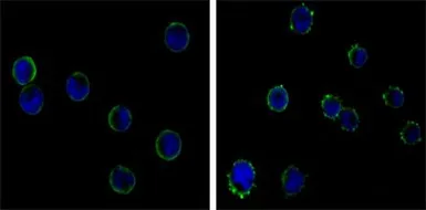 Anti-CD19 antibody [2E2] used in Immunocytochemistry/ Immunofluorescence (ICC/IF). GTX83282