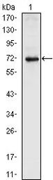 Anti-Nkx2.5 antibody [2E1] used in Western Blot (WB). GTX83313