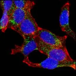 Anti-AMACR antibody [2A10F3] used in Immunocytochemistry/ Immunofluorescence (ICC/IF). GTX83326