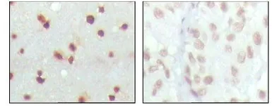 Anti-MDMX / MDM4 antibody [2D10F4] used in IHC (Paraffin sections) (IHC-P). GTX83335