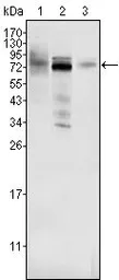 Anti-MDMX / MDM4 antibody [2D10F4] used in Western Blot (WB). GTX83335