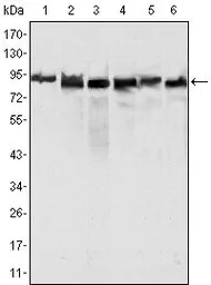 Anti-MLH1 antibody [4C9C7] used in Western Blot (WB). GTX83336