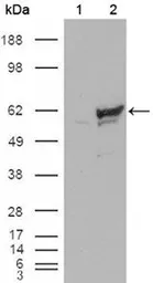 Anti-Chk1 antibody [2G1D5] used in Western Blot (WB). GTX83385