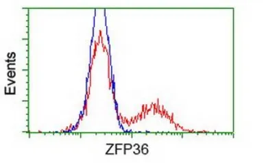 Anti-Tristetraprolin antibody [8B5] used in Flow cytometry (FCM). GTX83404