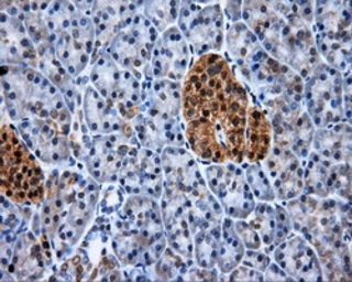 Anti-XRCC1 antibody [2D8] used in IHC (Paraffin sections) (IHC-P). GTX83411