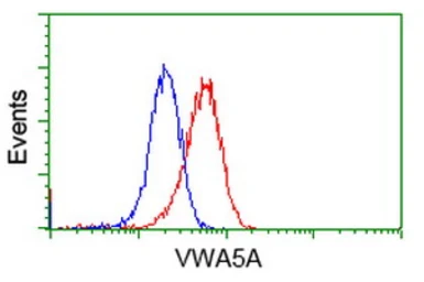 Anti-VWA5A antibody [2B3] used in Flow cytometry (FCM). GTX83420