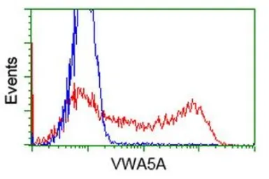 Anti-VWA5A antibody [2B3] used in Flow cytometry (FCM). GTX83420