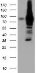 Anti-VWA5A antibody [2B3] used in Western Blot (WB). GTX83420