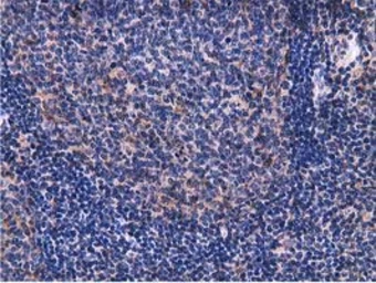 Anti-VWA5A antibody [3D6] used in IHC (Paraffin sections) (IHC-P). GTX83424