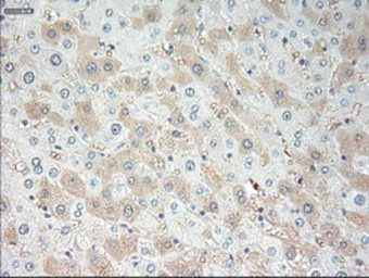 Anti-VEGFA antibody [4E3] used in IHC (Paraffin sections) (IHC-P). GTX83426