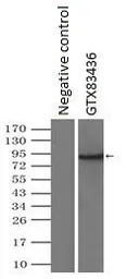 Anti-USP13 antibody [4G11] used in Immunoprecipitation (IP). GTX83436