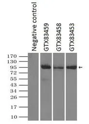 Anti-TYRO3 antibody [5B4] used in Immunoprecipitation (IP). GTX83459
