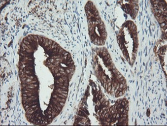 Anti-alpha Tubulin 8 antibody [2G6] used in IHC (Paraffin sections) (IHC-P). GTX83462