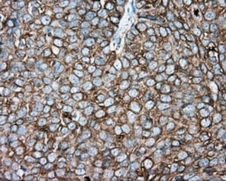 Anti-alpha Tubulin 8 antibody [2G6] used in IHC (Paraffin sections) (IHC-P). GTX83462