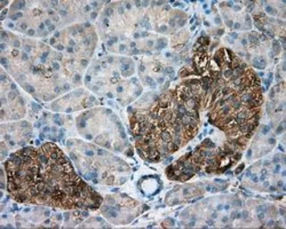 Anti-alpha Tubulin 8 antibody [2G6] used in IHC (Paraffin sections) (IHC-P). GTX83462
