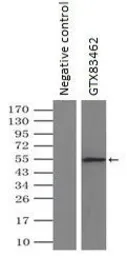 Anti-alpha Tubulin 8 antibody [2G6] used in Immunoprecipitation (IP). GTX83462