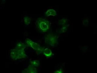 Anti-alpha Tubulin 8 antibody [3E10] used in Immunocytochemistry/ Immunofluorescence (ICC/IF). GTX83463