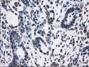 Anti-TTLL12 antibody [4B2] used in IHC (Paraffin sections) (IHC-P). GTX83473