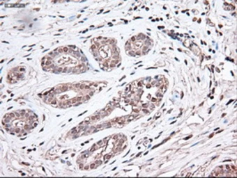 Anti-TIF1 gamma antibody [9D4] used in IHC (Paraffin sections) (IHC-P). GTX83492