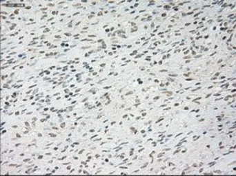 Anti-Cardiac Troponin I antibody [4A3] used in IHC (Paraffin sections) (IHC-P). GTX83501
