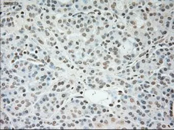 Anti-Cardiac Troponin I antibody [4A3] used in IHC (Paraffin sections) (IHC-P). GTX83501