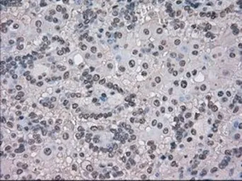 Anti-TMEM100 antibody [1F8] used in IHC (Paraffin sections) (IHC-P). GTX83507