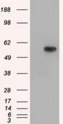 TXA synthase antibody [2C1]