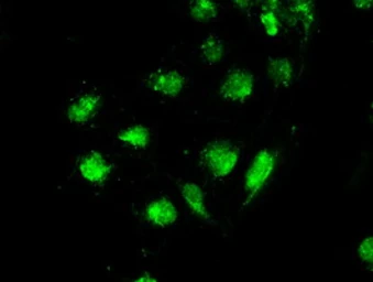 Anti-STK39 antibody [3C12] used in Immunocytochemistry/ Immunofluorescence (ICC/IF). GTX83541